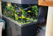 Aquarium dengan kabinet minimalis